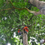To collect native seeds, Ugandan botanists are climbing forest giants
