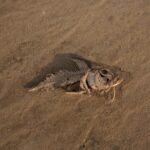 How extreme droughts could redefine the future of Amazonian fish
