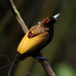 In New Guinea, megadiverse lowland forests are most at risk of deforestation