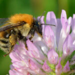 Climate change now threatens thousands of species on Earth