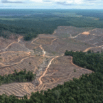 Deforestation and fires persist in Indonesia’s pulpwood and biomass plantations