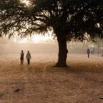 Urban forests in Niger’s schoolyards serve climate resilience and education