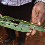 Solutions needed as climate change & land use fuel global crop pest menace