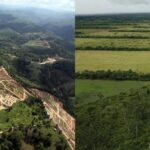 EU anti-deforestation law could overlook big violators, NGO warns