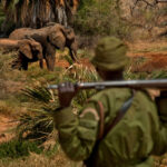 Wildlife crime crackdown in jeopardy worldwide after US funding cuts