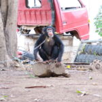 Fighting back against Guinea-Bissau’s illegal chimpanzee trade
