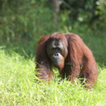 A new report lists the world’s 25 most endangered primates. Most people have never heard of them.