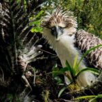 Indigenous forest stewards watch over one of the world’s rarest raptors