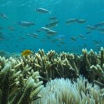 Global ocean acidification has passed safe planetary boundary threshold: Study