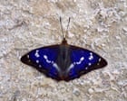 Rare butterfly hits purple patch at Sussex rewilding project