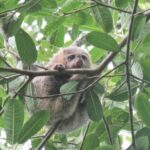 Study urges legal protection for Sulawesi’s endangered bear cuscus amid habitat loss