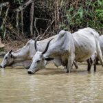 African Parks earns over $7 million from carbon credit sales in Benin and CAR