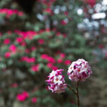 Nepal sees positive outcome from reforestation project using local knowledge