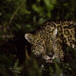 Jaguar population doubles around Brazil’s Iguaçu Falls 