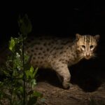 As Thailand’s fishing cats face habitat loss & conflict, experts seek resolution
