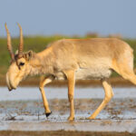 Kazakhstan to donate 1,500 wild saiga to China after 75 years of local extinction
