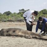 Seismic noise from oil companies threatens Amazon River Mouth marine life