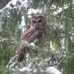 Killing barred owls to save spotted owls