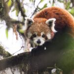 The forest guardians along Nepal-India border leading red panda conservation