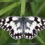 Assisted colonization could be our ally in adapting to climate change, study suggests