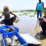 Tracking the return of critically endangered turtles in India’s Ganga River