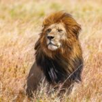 World lion day: Why is the king of the savanna declining?