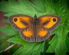 Air pollution filters help scientists produce first UK wildlife survey using eDNA