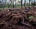 Queensland land clearing figures show state remains ‘deforestation capital of Australia’, conservationists say