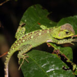 Strategies against deforestation across the Amazon Basin