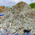 Another threat to reefs: Microplastic chemicals may harm coral reproduction